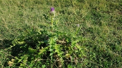 Cirsium pugnax