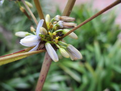 Dianella ensifolia