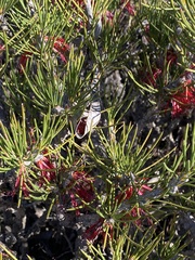 Melaleuca protumida