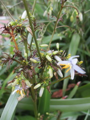 Dianella ensifolia