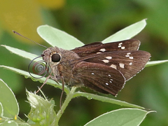Pelopidas conjuncta