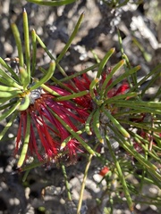 Melaleuca protumida