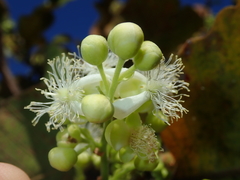 Curatella americana