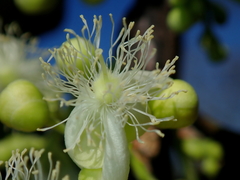 Curatella americana