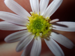 Vittadinia triloba