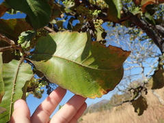 Curatella americana