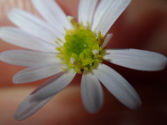 Vittadinia triloba