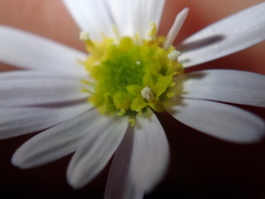 Vittadinia triloba