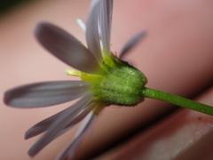 Vittadinia triloba