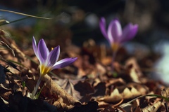 Crocus dalmaticus