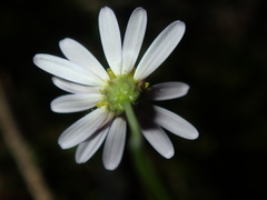 Vittadinia triloba