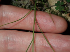 Vittadinia triloba
