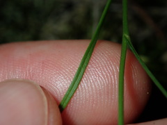 Vittadinia triloba