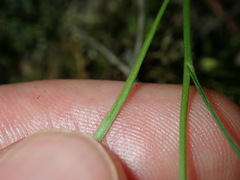 Vittadinia triloba