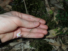 Vittadinia triloba
