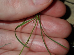 Vittadinia triloba