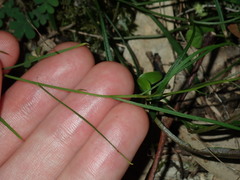 Vittadinia triloba