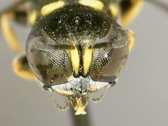 Ectemnius stirpicola