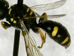 Ectemnius stirpicola