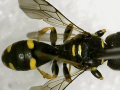 Ectemnius stirpicola