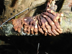 Hypocreopsis lichenoides