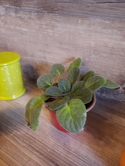 Streptocarpus ionanthus