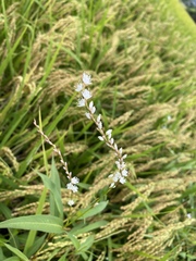 Persicaria japonica