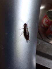 Forficula auricularia