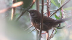 Cryptillas victorini
