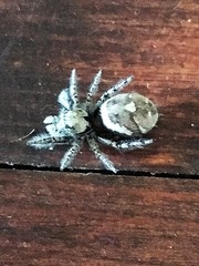 Phidippus carolinensis