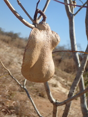 Jacaranda cuspidifolia