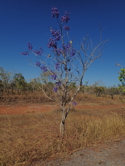 Jacaranda cuspidifolia