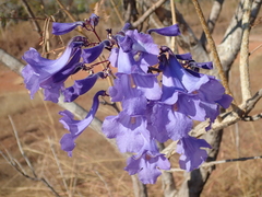 Jacaranda cuspidifolia