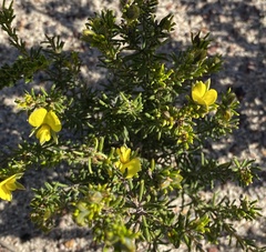 Gompholobium capitatum