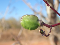 Jacaranda cuspidifolia