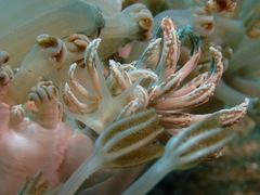 Phyllodesmium lizardense