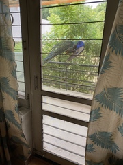 Pavo cristatus