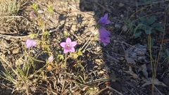 Campanula sibirica