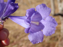 Jacaranda cuspidifolia