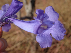 Jacaranda cuspidifolia
