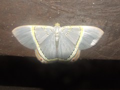 Phrygionis privignaria