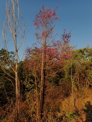 Physocalymma scaberrimum
