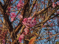 Physocalymma scaberrimum