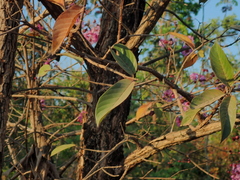 Physocalymma scaberrimum