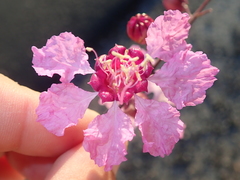 Physocalymma scaberrimum