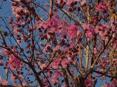 Physocalymma scaberrimum