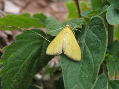 Mecyna lutealis