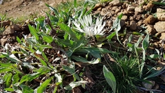 Centaurea cheiranthifolia