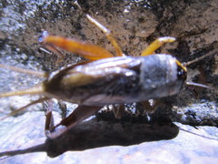 Teleogryllus occipitalis
