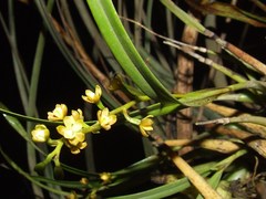 Prosthechea ochracea